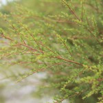 Kunzea ericoides flora ALA source