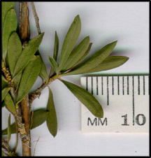 Kunzea ericoides (l)