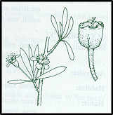 Kunzea ericoides (outline)