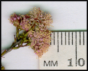 Kunzea parvifolia (f)