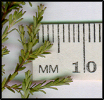 Kunzea parvifolia (l)