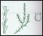 Kunzea parvifolia (outline)