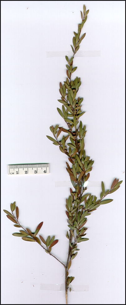 Leptospermum brevipes (base)