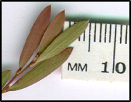 Leptospermum brevipes (l)