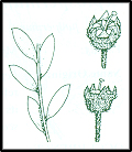 Leptospermum brevipes (outline)