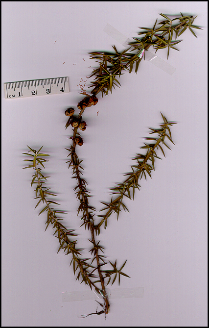 Leptospermum continentale (base)
