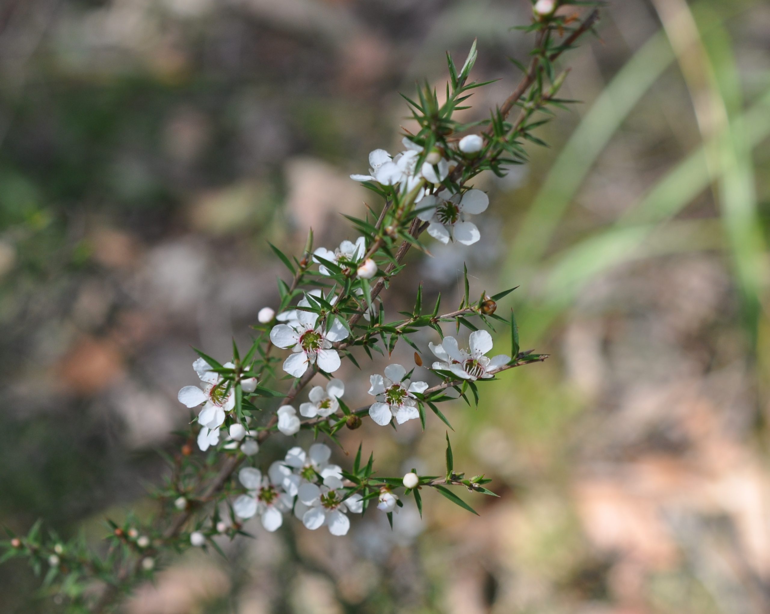 Leptospermum continentale flora ALA source