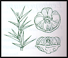 Leptospermum continentale (outline)