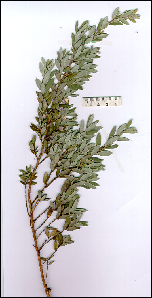 Leptospermum grandifolium (base)