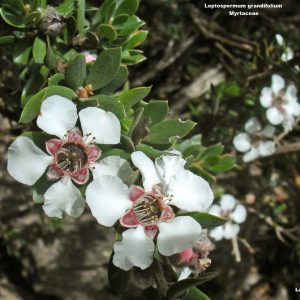 Leptospermum grandifolium flora ALA source