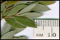 Leptospermum grandifolium (l)