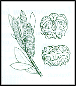 Leptospermum grandifolium (outline)