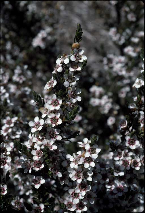 Leptospermum lanigerum flora ALA source