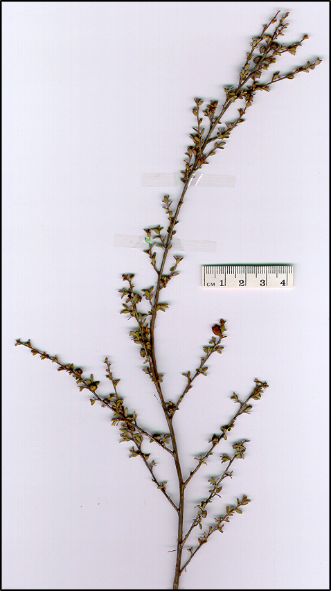 Leptospermum multicaule (base)
