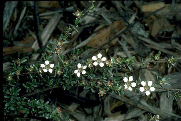 Leptospermum multicaule flora ALA source
