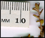 Leptospermum multicaule (l)