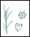 Leptospermum multicaule (outline)