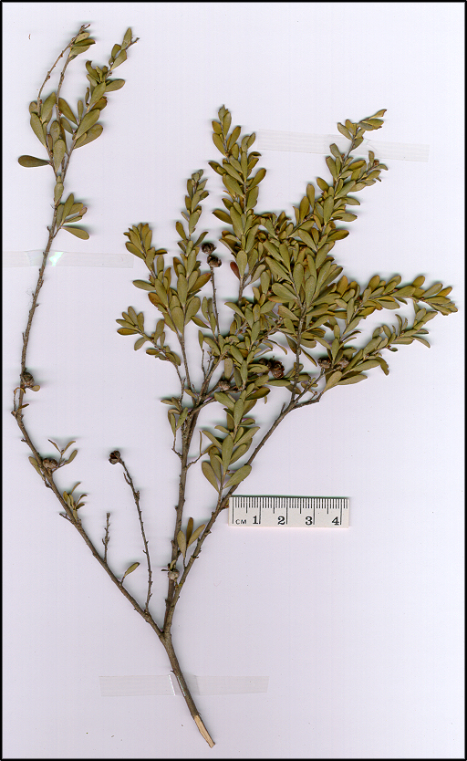 Leptospermum obovatum (base)