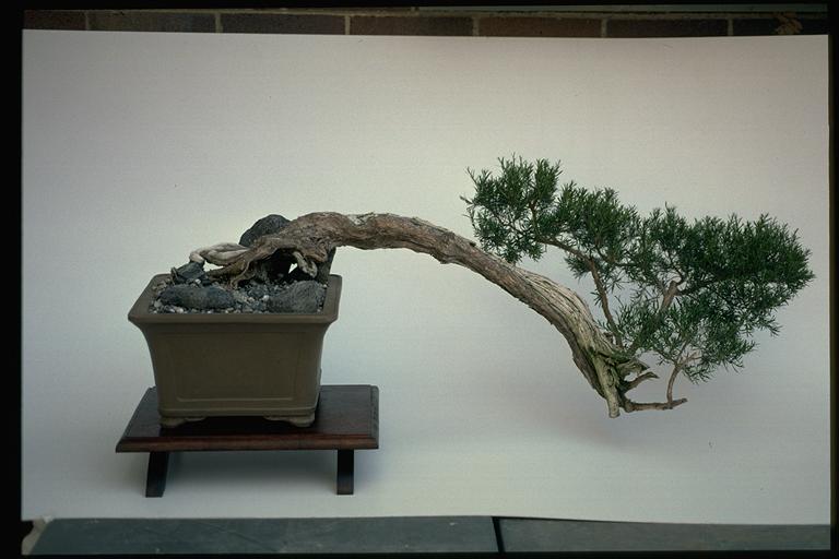 Leptospermum obovatum flora ALA source