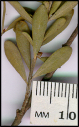 Leptospermum obovatum (l)