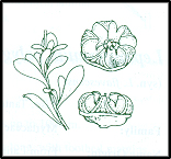 Leptospermum obovatum (outline)
