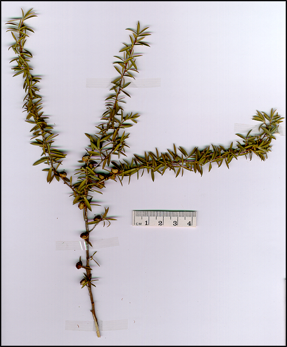 Leptospermum polygalifolium (base)