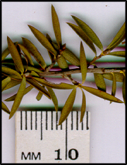 Leptospermum polygalifolium (l)