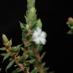 Leucopogon attenuatus flora ALA source