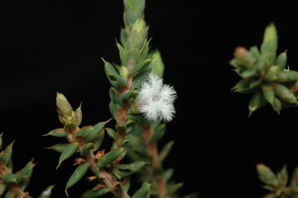 Leucopogon attenuatus flora ALA source