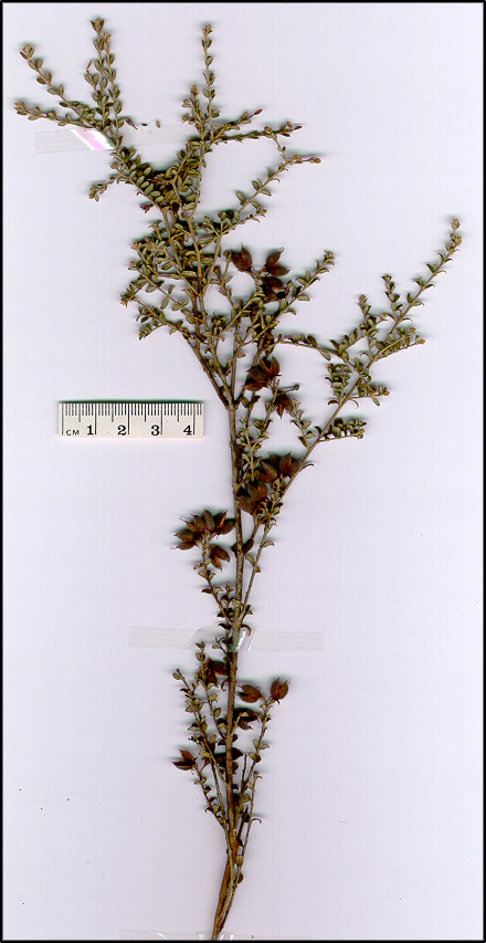Mirbelia oxylobioides (base)