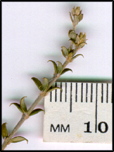 Mirbelia oxylobioides (l)