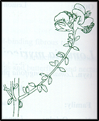 Mirbelia oxylobioides (outline)