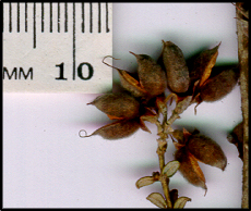 Mirbelia oxylobioides (s)