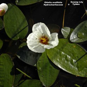 Ottelia ovalifolia flora ALA source