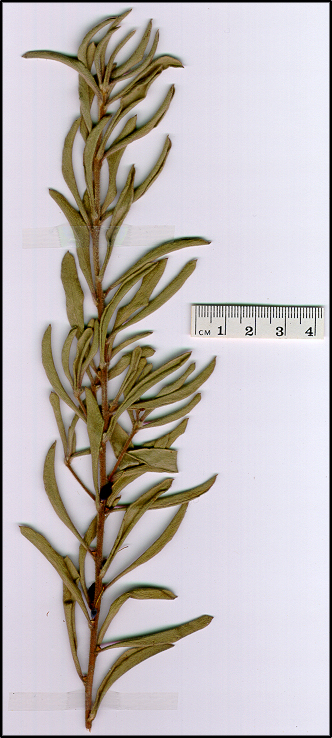 Persoonia rigida (base)