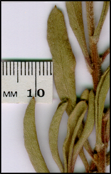 Persoonia rigida (l)