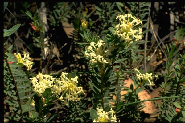 Pimelea linifolia subsp linifolia flora ALA source