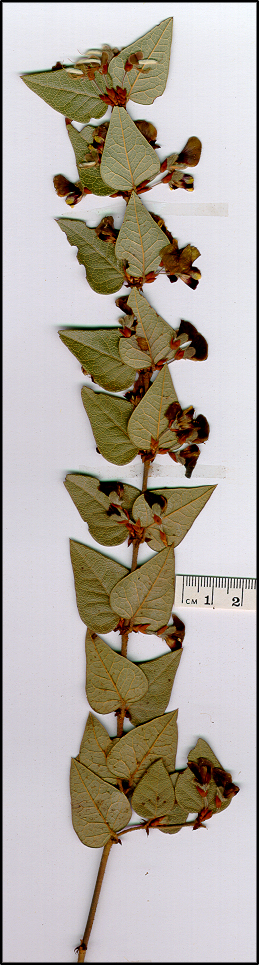 Platylobium formosum (base)