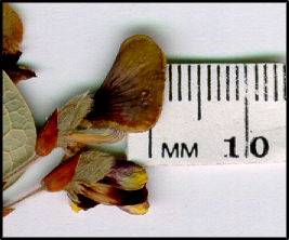 Platylobium formosum (f)