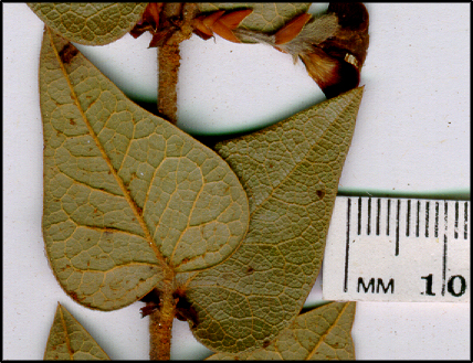 Platylobium formosum (l)