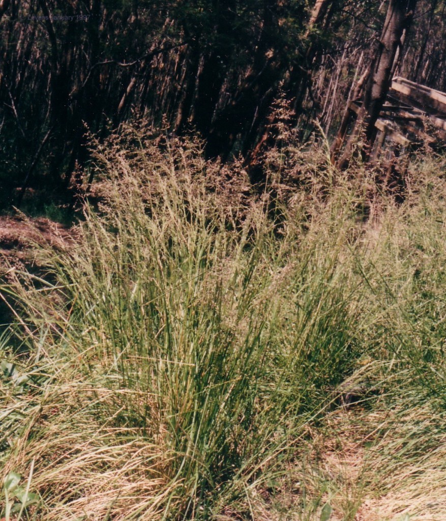 Tussock Grass | WT Landcare Flora Index