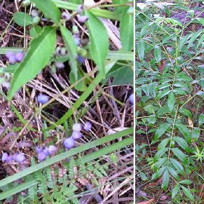 Polyscias sambucifolia flora ALA source