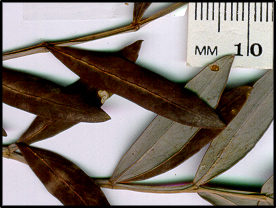 Polyscias sambucifolia (l)