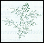 Polyscias sambucifolia (outline)