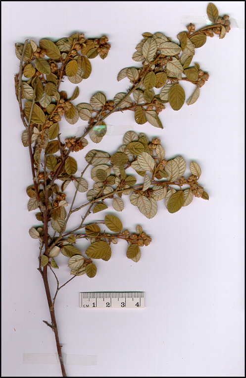 Pomaderris eriocephALA (base)