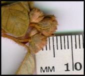 Pomaderris eriocephALA (f)