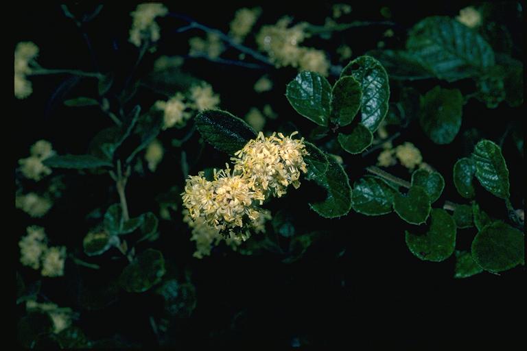 Pomaderris eriocephALA flora ALA source