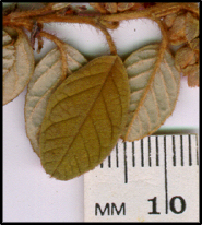 Pomaderris eriocephALA (l)