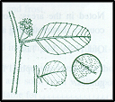Pomaderris eriocephALA (outline)