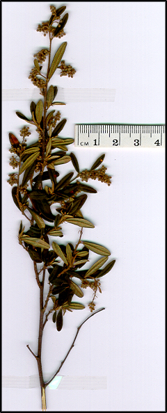 Pomaderris phylicifolia subsp phylicifolia (base)